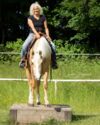 Das Pferd steht entspannt auf einem Podest im Extreme Trail NRW Anja Schwien
